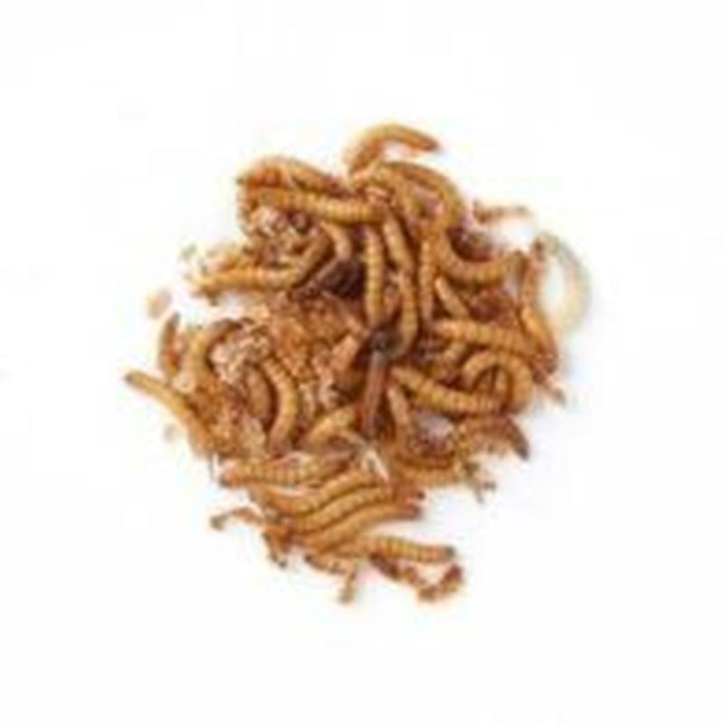 Bag of Mealworms 100g Birdfood